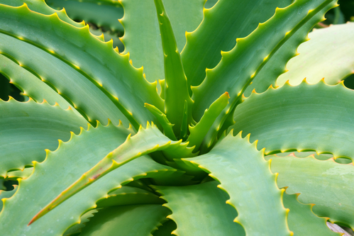 Dove è possibile trovare l'aloe arborescens